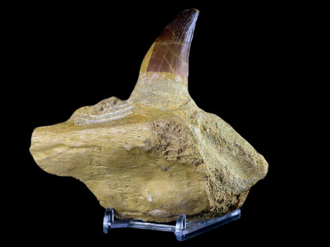 XL 4.6" Mosasaur Prognathodon Fossil Tooth Jaw Cretaceous Dinosaur Era COA Stand - Fossil Age Minerals