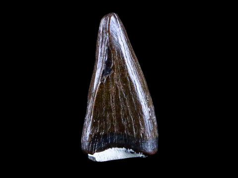 0.8" Albertosaurus Fossil Juvenile Premax Tooth Tyrannosaur Cretaceous Dinosaur COA - Fossil Age Minerals