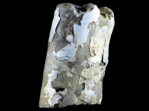 4.3" Baculite Fossil Opalized Cephalopod Late Cretaceous Bear Paw Shale Montana - Fossil Age Minerals