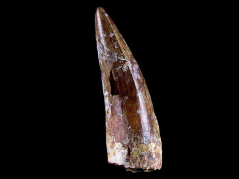 XL 2" Phytosaur Fossil Tooth Triassic Age Archosaur Redonda FM NM COA & Display - Fossil Age Minerals