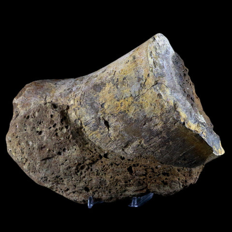 XL 6.8" Chasmosaurus Fossil Femur Judith River FM Cretaceous Dinosaur MT COA - Fossil Age Minerals