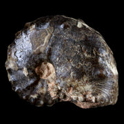2.8" Mammites Nodosoides Ammonite Fossil Shell Upper Cretaceous Age Morocco