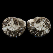 XL 5.8" Choffaticeras Ammonite Fossil Cut Pair Shell Cretaceous Age Morocco Stands