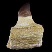 3.3" Mosasaur Prognathodon Fossil Jaw Cretaceous Dinosaur Era Tooth COA