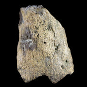 1.8" Centrosaurus Frill Fossil Bone Judith River FM Cretaceous Dinosaur MT COA