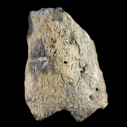 1.8" Centrosaurus Frill Fossil Bone Judith River FM Cretaceous Dinosaur MT COA - Fossil Age Minerals