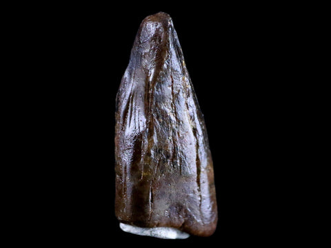 0.8" Albertosaurus Fossil Juvenile Premax Tooth Tyrannosaur Cretaceous Dinosaur COA - Fossil Age Minerals