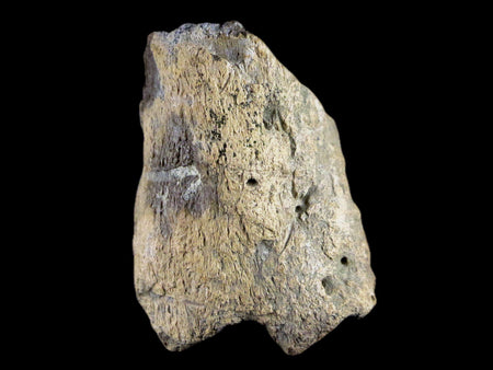 1.8" Centrosaurus Frill Fossil Bone Judith River FM Cretaceous Dinosaur MT COA