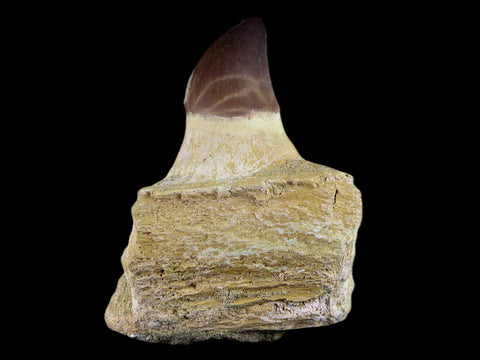 3.3" Mosasaur Prognathodon Fossil Jaw Cretaceous Dinosaur Era Tooth COA - Fossil Age Minerals