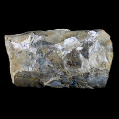 Baculite Fossil Collection