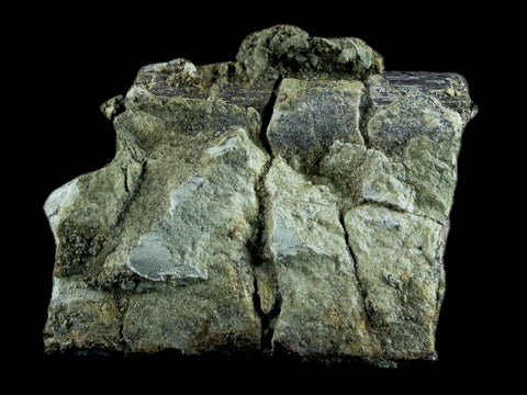 1.6" Diplodocus Rib Bone Fossil Morrison FM Wyoming Jurassic Age Dinosaur COA - Fossil Age Minerals