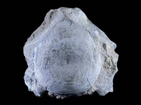 3.7" Brontothere Fossil Vertebrae Bone Eocene Age Badlands S Dakota Titanothere - Fossil Age Minerals
