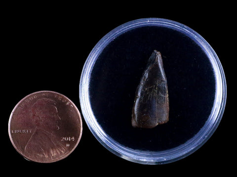 0.8" Albertosaurus Fossil Juvenile Premax Tooth Tyrannosaur Cretaceous Dinosaur COA - Fossil Age Minerals