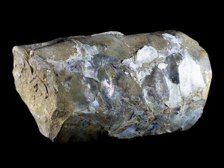 5.1" Baculite Fossil Opalized Cephalopod Late Cretaceous Bear Paw Shale Montana