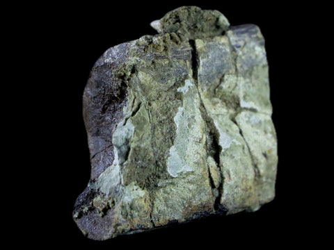 1.6" Diplodocus Rib Bone Fossil Morrison FM Wyoming Jurassic Age Dinosaur COA - Fossil Age Minerals