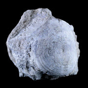 3.7" Brontothere Fossil Vertebrae Bone Eocene Age Badlands S Dakota Titanothere