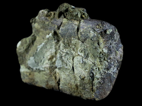 1.6" Diplodocus Rib Bone Fossil Morrison FM Wyoming Jurassic Age Dinosaur COA - Fossil Age Minerals