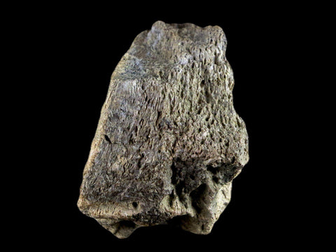 1.8" Centrosaurus Frill Fossil Bone Judith River FM Cretaceous Dinosaur MT COA - Fossil Age Minerals