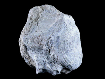 3.7" Brontothere Fossil Vertebrae Bone Eocene Age Badlands S Dakota Titanothere