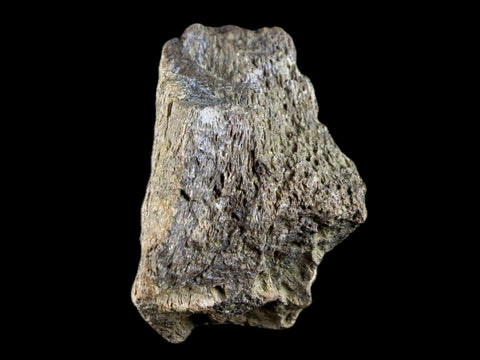 1.8" Centrosaurus Frill Fossil Bone Judith River FM Cretaceous Dinosaur MT COA - Fossil Age Minerals