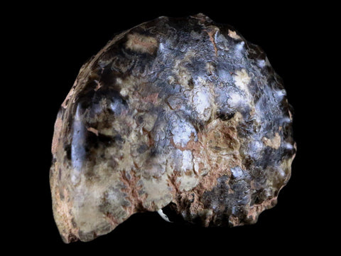 2.9" Mammites Nodosoides Ammonite Fossil Shell Upper Cretaceous Age Morocco - Fossil Age Minerals