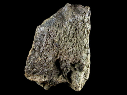 1.8" Centrosaurus Frill Fossil Bone Judith River FM Cretaceous Dinosaur MT COA - Fossil Age Minerals