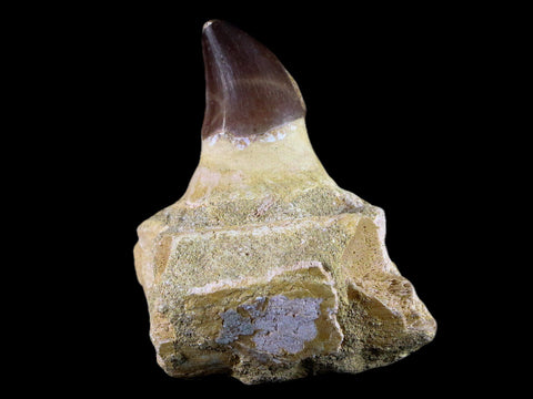 3.3" Mosasaur Prognathodon Fossil Jaw Cretaceous Dinosaur Era Tooth COA - Fossil Age Minerals