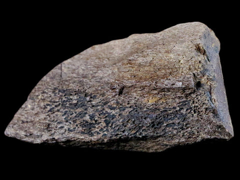 2.8" Lambeosaurus Bone Fossil Judith River FM MT Cretaceous Dinosaur COA - Fossil Age Minerals