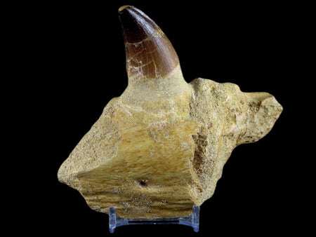 XL 4.6" Mosasaur Prognathodon Fossil Tooth Jaw Cretaceous Dinosaur Era COA Stand