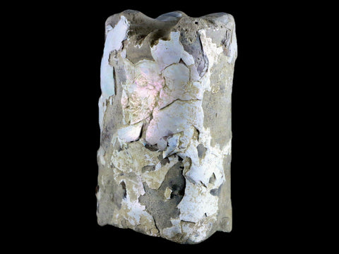 4.3" Baculite Fossil Opalized Cephalopod Late Cretaceous Bear Paw Shale Montana - Fossil Age Minerals