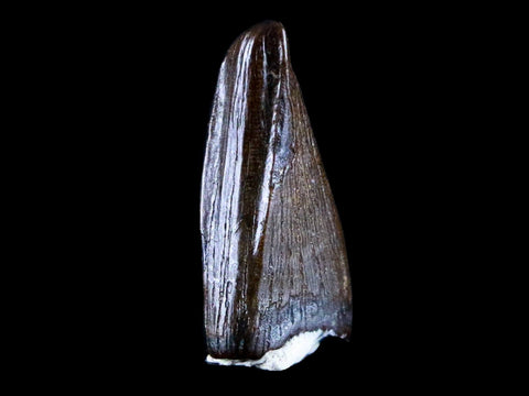 0.8" Albertosaurus Fossil Juvenile Premax Tooth Tyrannosaur Cretaceous Dinosaur COA - Fossil Age Minerals