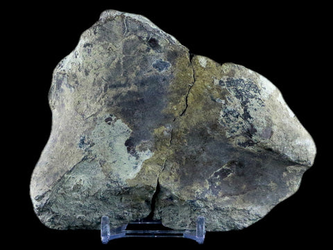 4.5" Diplodocus Bone Fossil Morrison FM Wyoming Jurassic Age Dinosaur COA - Fossil Age Minerals