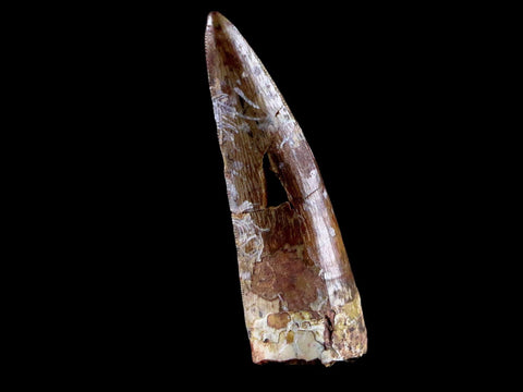 XL 2" Phytosaur Fossil Tooth Triassic Age Archosaur Redonda FM NM COA & Display - Fossil Age Minerals