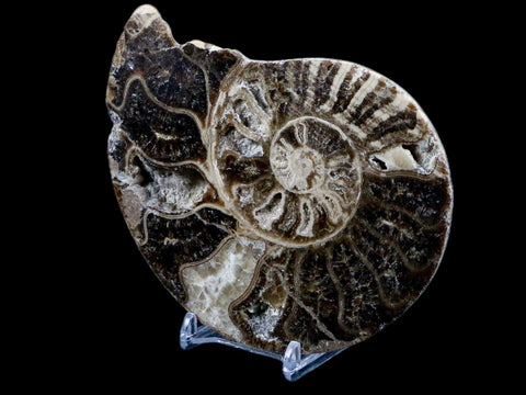 4.9" Choffaticeras Ammonite Fossil Cut Pair Shell Cretaceous Age Morocco Stands - Fossil Age Minerals
