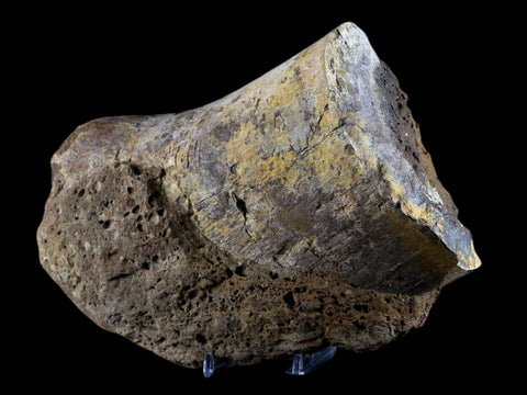 XL 6.8" Chasmosaurus Fossil Femur Judith River FM Cretaceous Dinosaur MT COA - Fossil Age Minerals