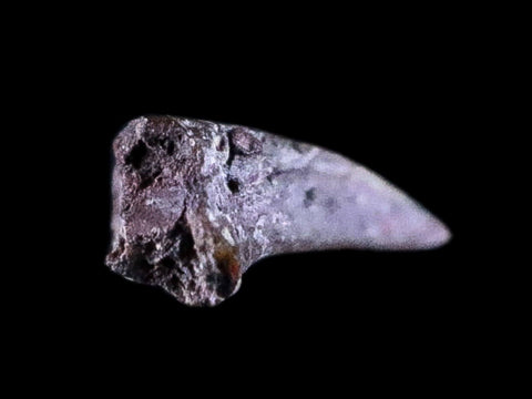 0.3" Dimetrodon Claw Fossil Permian Age Reptile Waurika Oklahoma COA, Display - Fossil Age Minerals