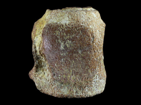 3.7" Fossil Whale Vertebrae York Town Formation Aurora, NC Miocene Age - Fossil Age Minerals