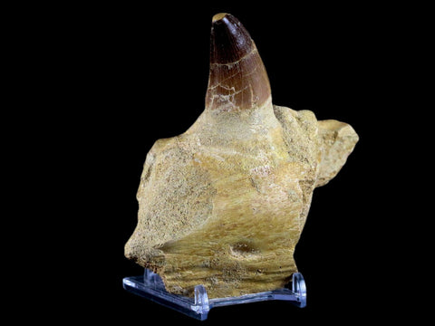 XL 4.6" Mosasaur Prognathodon Fossil Tooth Jaw Cretaceous Dinosaur Era COA Stand - Fossil Age Minerals