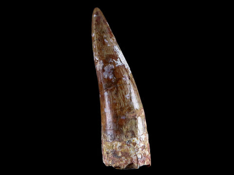 XL 2" Phytosaur Fossil Tooth Triassic Age Archosaur Redonda FM NM COA & Display - Fossil Age Minerals