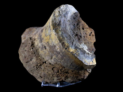 XL 6.8" Chasmosaurus Fossil Femur Judith River FM Cretaceous Dinosaur MT COA - Fossil Age Minerals