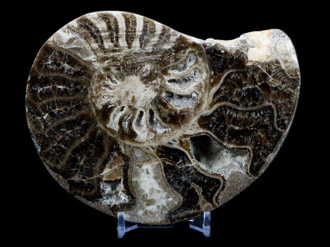 4.9" Choffaticeras Ammonite Fossil Cut Pair Shell Cretaceous Age Morocco Stands - Fossil Age Minerals