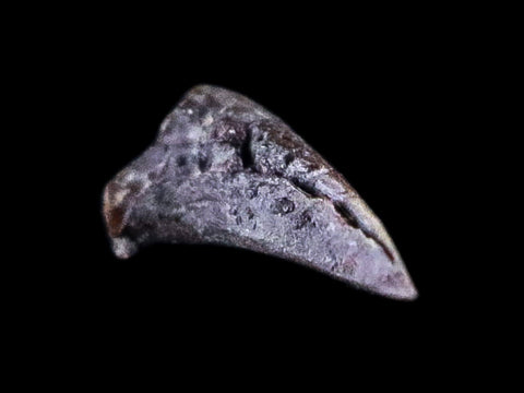 0.3" Dimetrodon Claw Fossil Permian Age Reptile Waurika Oklahoma COA, Display - Fossil Age Minerals