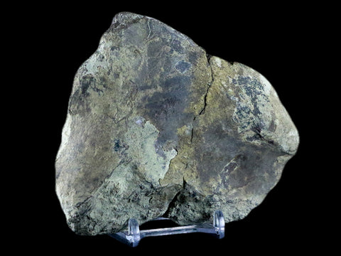4.5" Diplodocus Bone Fossil Morrison FM Wyoming Jurassic Age Dinosaur COA - Fossil Age Minerals