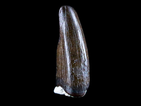 0.8" Albertosaurus Fossil Juvenile Premax Tooth Tyrannosaur Cretaceous Dinosaur COA - Fossil Age Minerals