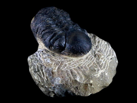 2" Reedops Cephalotes Trilobite Fossil Morocco Devonian Age 400 Mil Yrs Old COA - Fossil Age Minerals