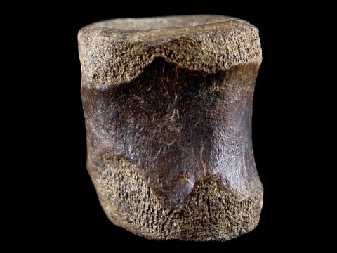 1.5" Brachylophosaurus Fossil Vertebrae Bone Cretaceous Dinosaur Judith River FM COA - Fossil Age Minerals