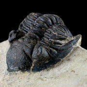 2" Metacanthina Issoumourensis Trilobite Fossil Devonian Age 400 Mil Yrs Old COA