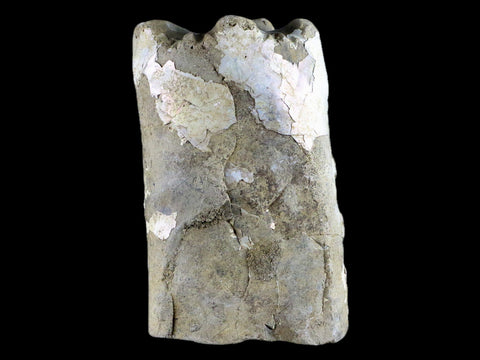 4.3" Baculite Fossil Opalized Cephalopod Late Cretaceous Bear Paw Shale Montana - Fossil Age Minerals