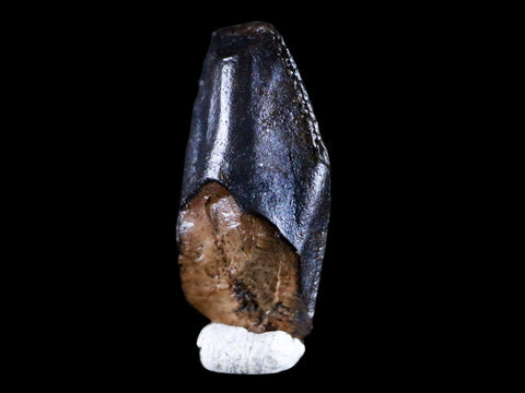 XL 0.8" Gryposaurus Fossil Tooth Duck-Billed  Dinosaur Judith River MT COA, Display - Fossil Age Minerals