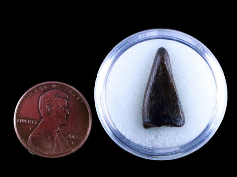 0.8" Albertosaurus Fossil Juvenile Premax Tooth Tyrannosaur Cretaceous Dinosaur COA - Fossil Age Minerals